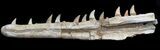Halisaurus (Mosasaur) Jaw Section (Composited Teeth) #35033-4